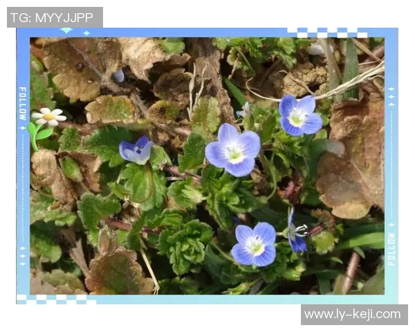 何思雨：在风雨交加中绽放的坚韧与希望之花