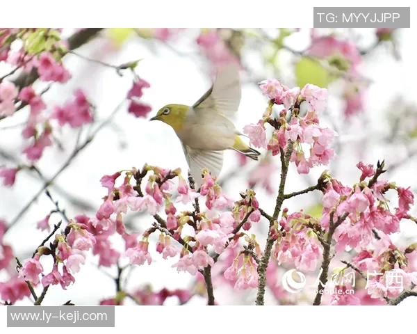 鸟夕砂岩与大阪樱花的精彩对决谁能笑到最后
